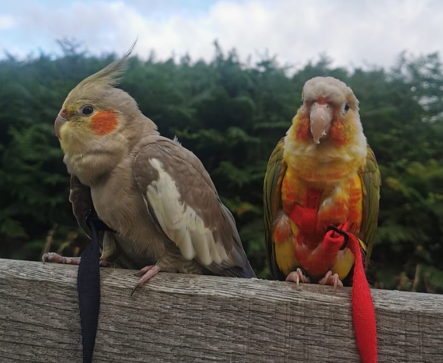 A Riverside Conure, a customer's conure